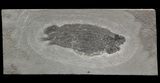 Early Devonian Lung Fish (Pentlandia) - Scotland #62907-1